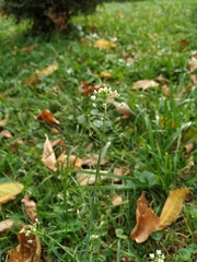 Capsella bursa-pastoris