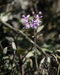 Epidendrum blepharistes