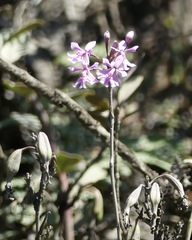Epidendrum blepharistes