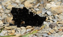 Steremnia monachella