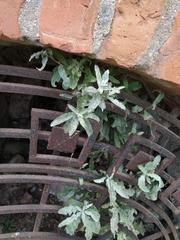 Cirsium arvense