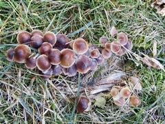 Mycena tintinnabulum