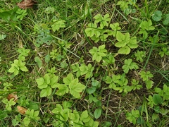 Aegopodium podagraria