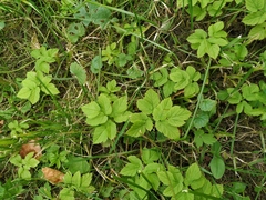 Aegopodium podagraria