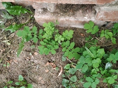 Chelidonium majus