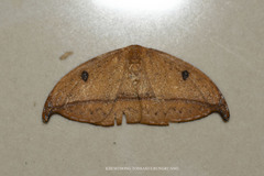 Callidrepana micacea