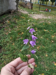 Campanula rapunculoides