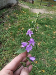 Campanula rapunculoides