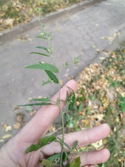 Atriplex patula