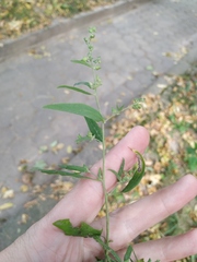 Atriplex patula