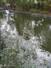 Populus alba
