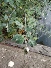 Populus alba