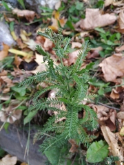 Achillea millefolium