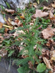 Achillea millefolium