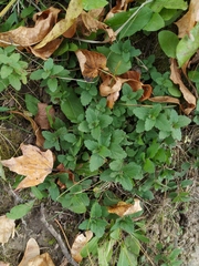 Veronica chamaedrys