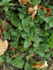 Veronica chamaedrys