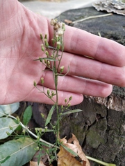 Erigeron canadensis