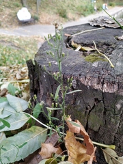 Erigeron canadensis