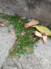 Sagina procumbens