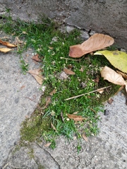 Sagina procumbens