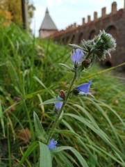 Echium vulgare