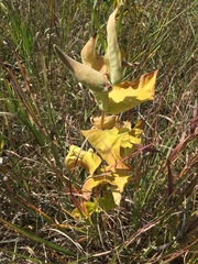 Asclepias ovalifolia
