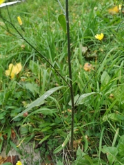 Lapsana communis