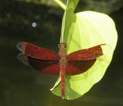 Neurothemis ramburii