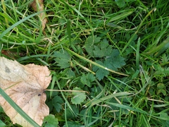 Ranunculus repens