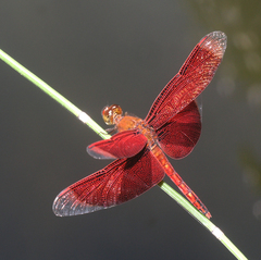 Neurothemis ramburii