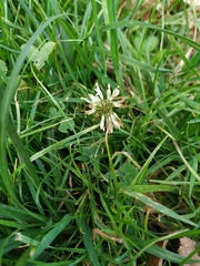 Trifolium repens