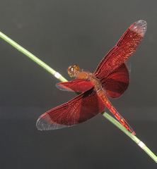 Neurothemis ramburii