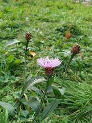 Centaurea jacea