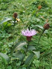 Centaurea jacea
