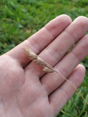 Dactylis glomerata