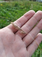 Dactylis glomerata