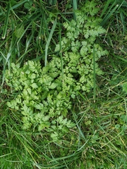 Anthriscus sylvestris