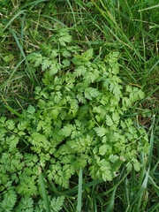 Anthriscus sylvestris