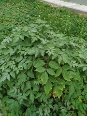 Acer negundo