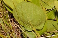 Eriosema chrysadenium image