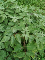 Acer negundo