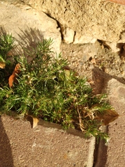 Spergularia rubra
