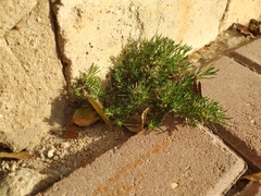 Spergularia rubra