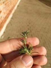 Spergularia rubra