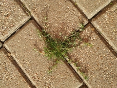 Spergularia rubra