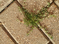 Spergularia rubra
