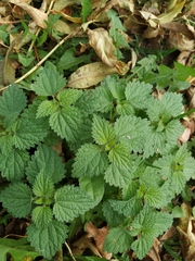 Urtica dioica