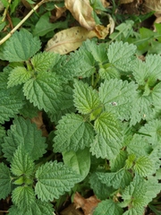 Urtica dioica
