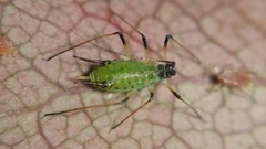 Macrosiphum rosae