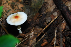 Leucoagaricus purpureolilacinus